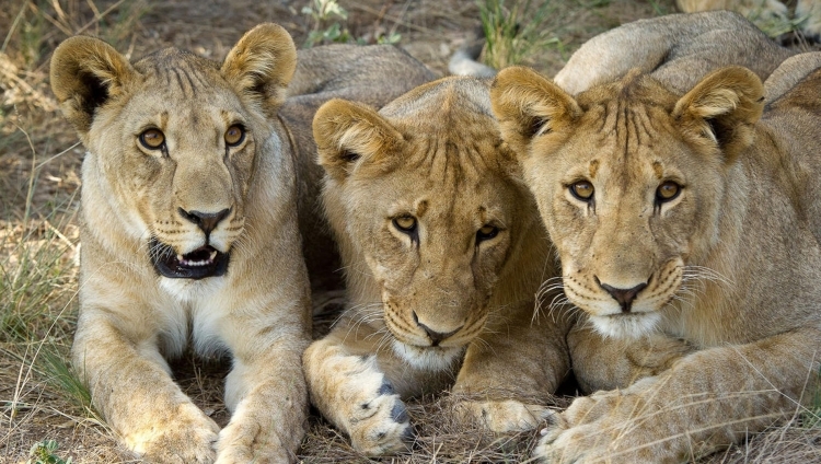 Ongava Lodge - Löwen